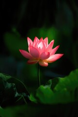 A vibrant pink lotus flower blooms, contrasted against dark, leafy greens