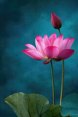 Vibrant pink lotus blossoms with a bud against a textured teal background
