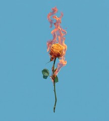 A single yellow rose ablaze with flames against a bright blue background