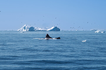 Humpback Whale Mouth Breaking the Surface in Greenland © Michel