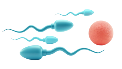 Spermatozoa approaching an ovum