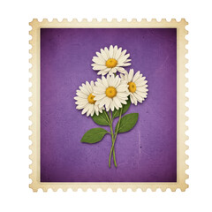 Three white daisies on purple background isolated on white background