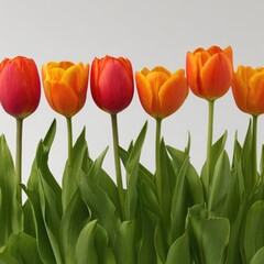 Vibrant close-up of six colorful tulips, with green stems & leaves, against a white backdrop