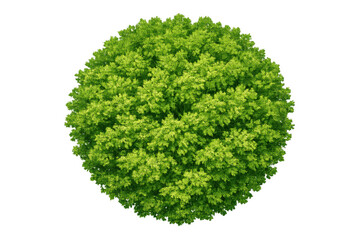 Green tree top view, circle shape, foliage, plant, nature element isolated with transparent background
