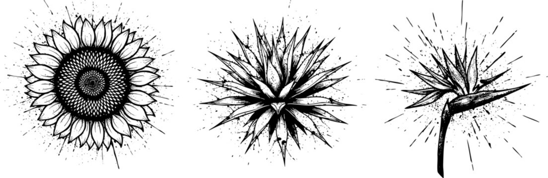 Three Ink Sketch Botanical Icons: Sunflower, Agave, Strelitzia
