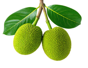 Two green, textured fruits with attached leaves against a black background
