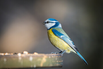 Blaumeise © Michael