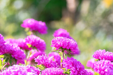 Vibrant Pink Purple Aster Blooms in Garden