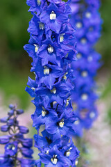 Tall Blue Delphinium Larkspur Spikes