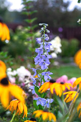 Blue Delphinium in Colorful Garden Mix