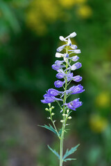 Classic Blue Delphinium Larkspur Spike