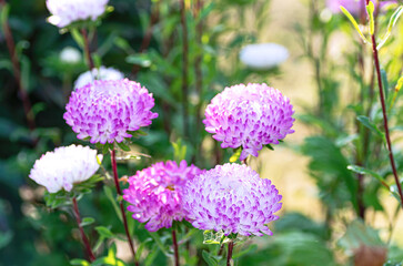 Delicate Lilac Pink White Aster Blooms