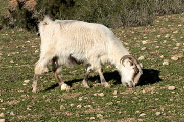 Obraz premium A white hair goatsgrazes on meadows that have turned green in the Taurus Mountains during the winter season.