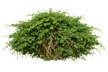 Green bush with lush foliage and branches on transparent background, adding natural elements to designs