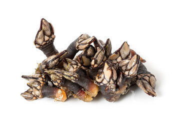Pile of fresh raw goose barnacles of Galicia, Spain isolated on white background