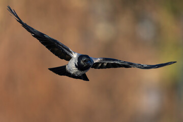 A hooded crow (Corvus cornix) in flight.