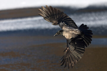 A hooded crow (Corvus cornix) in flight.
