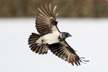 A hooded crow (Corvus cornix) in flight.