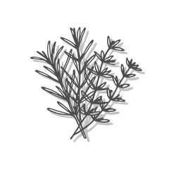 Fototapeta premium Intricate hand drawn botanical of a leafy plant with detailed texture and... isolated on a transparent background