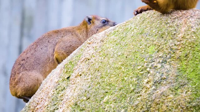 Close up of Rock hyrax also rock rabbit standing on a rock and jumping up to monkey baboon on a sunny spring day