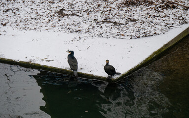 Kormorane sitzen am verschneiten Flussufer