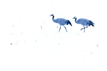 Common Cranes (Grus grus) walking in the snow.
