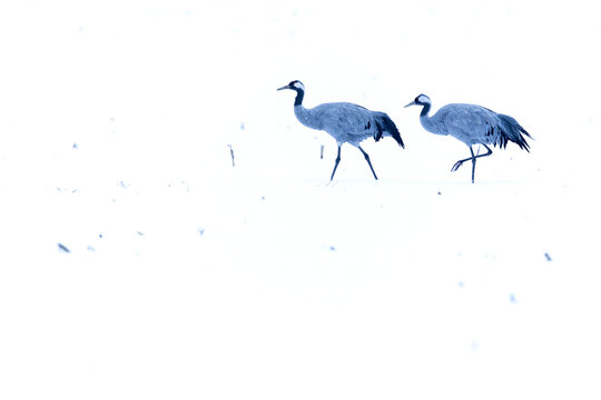 Common Cranes (Grus grus) walking in the snow.