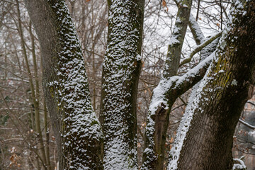 Mit Schnee bedeckte &Auml;ste und Zweige