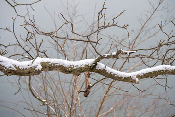 Mit Schnee bedeckte &Auml;ste und Zweige