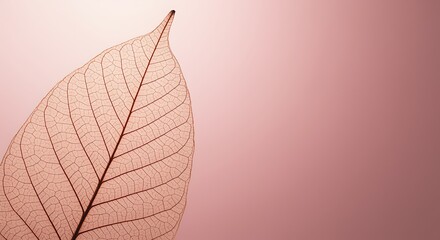 Obraz premium Dry leaf with visible veins on pink background