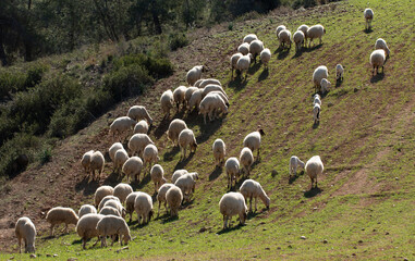 Fototapeta premium A flock of Akkaraman sheep grazing in the Taurus Mountains, north of Adana in the Mediterranean region.