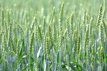 On a farm field close up of spikelets of young wheat © orestligetka