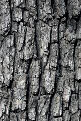 Obraz premium Texture of a wild pear tree as a tiling background