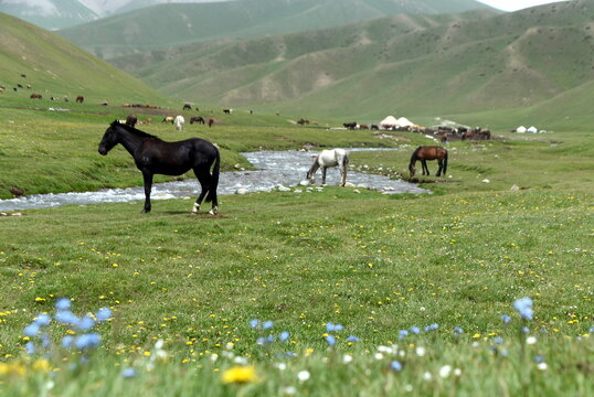 Pferde an einem Fluss im Hochland des Tian Shan