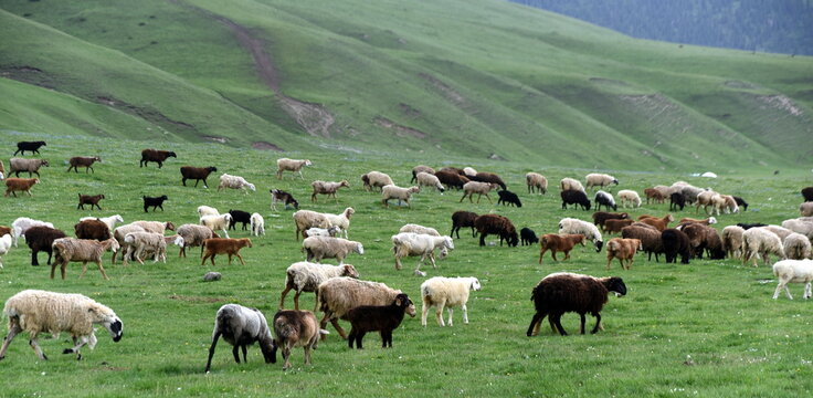 Schafe beim Grasen im Hochland des Tian-Shan-Gebirges