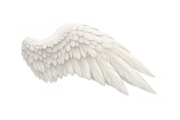 White angel wing with soft feathers symbolizing spirituality, freedom, grace, and heavenly divine guidance on transparent background