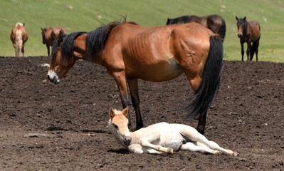 Stute mit mit am Boden liegendem Fohlen im Hochland des Tian Shan