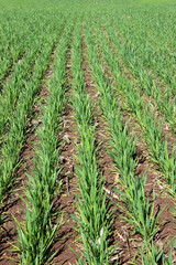 Winter wheat on a spring field