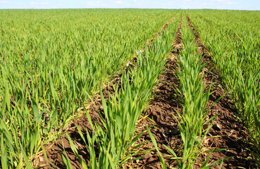 Winter wheat on a spring field