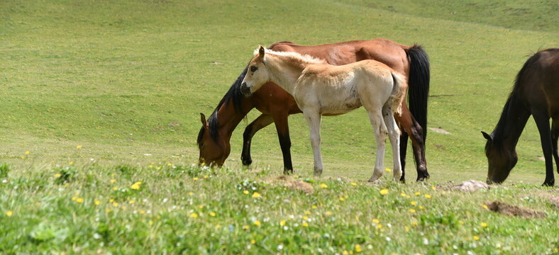 Pferde beim Grasen im Hochland des Tian-Shan-Gebirges