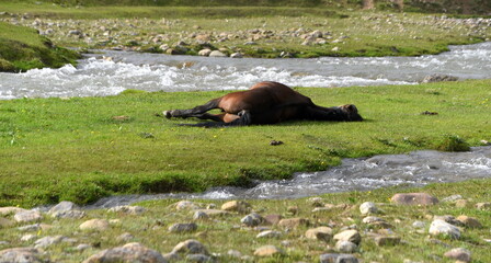 Schlafendes Pferd am Ufer eines Flusses in der Hochebene des Tian Shan 