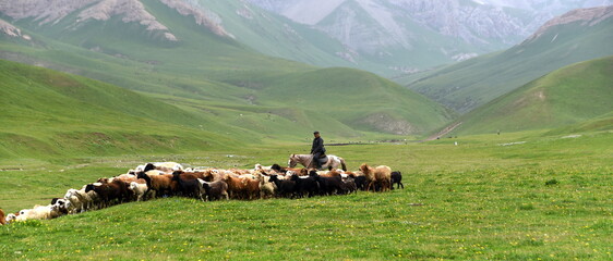 Nomade mit seiner Herde in im Hochland des Tian Shan