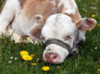 K&auml;lbchen auf einer Wiese im Hochland des Tian-Shan-Gebirges