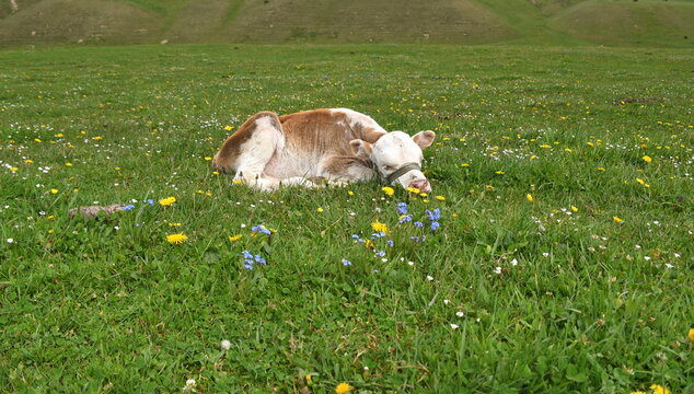 K&auml;lbchen auf einer Wiese im Hochland des Tian-Shan-Gebirges
