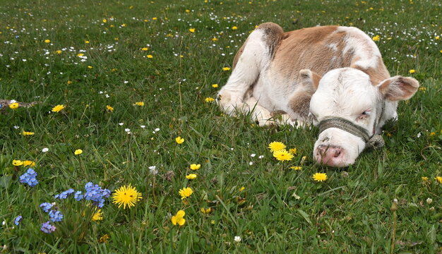 K&auml;lbchen auf einer Wiese im Hochland des Tian-Shan-Gebirges
