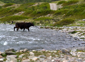 Rind beim Durchqueren eines Flusses auf der Hochebene des Tian Shan