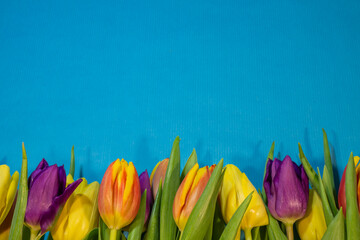 a colorful row of yellow, orange, and purple tulips arranged along the bottom edge against a solid blue background, leaving ample copy space above.