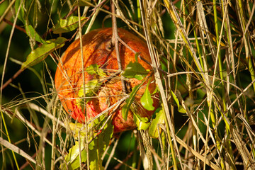 rom&atilde; no pomar