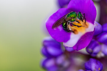 Abelha-do-suor verde met&aacute;lica em uma flor do gengibre azul (Dichorisandra thyrsiflora)