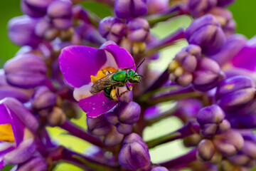 Abelha-do-suor verde met&aacute;lica em uma flor do gengibre azul (Dichorisandra thyrsiflora)